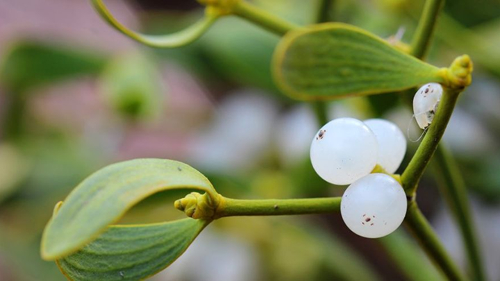 Indian Institute of Integrative Oncology