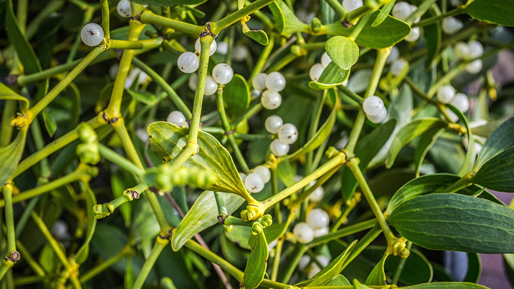 Indian Institute of Integrative Oncology Media