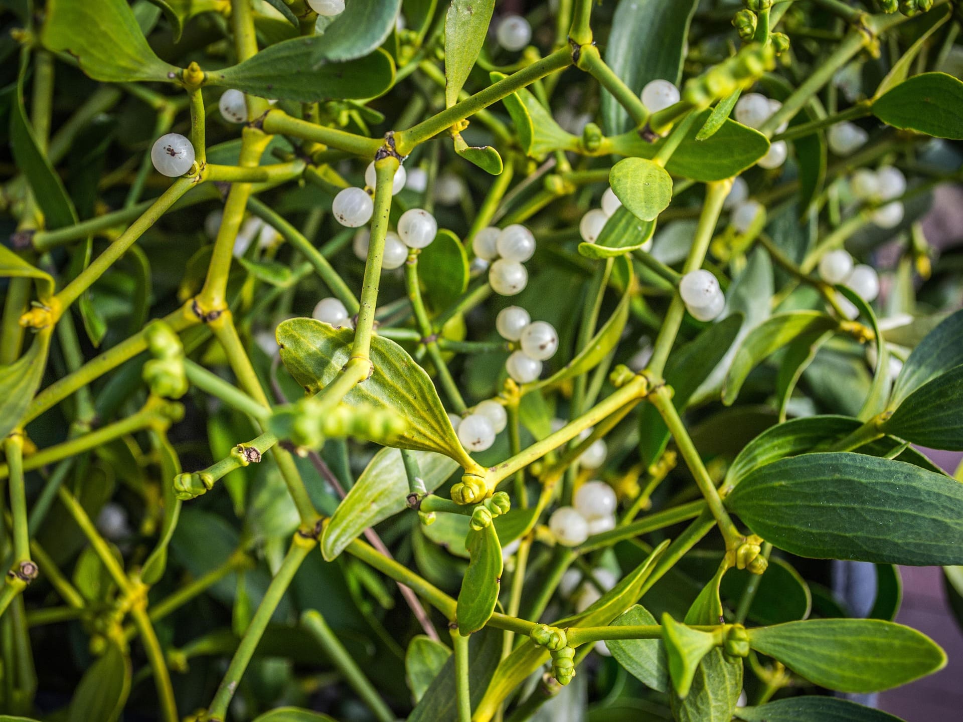 Mistletoe Therapy at IIIO